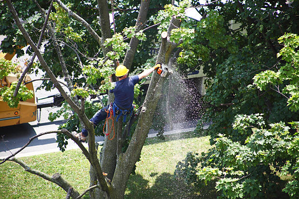 Fort Dick, CA Tree Care Company