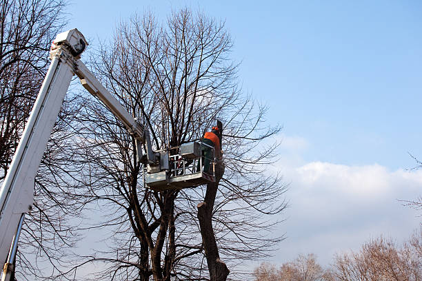 Best Firewood Processing and Delivery  in Fort Dick, CA